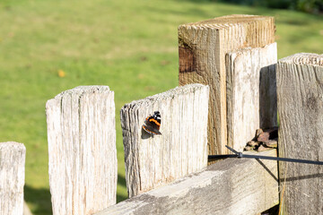 Red Admiral butterfly basking in the sunshine on a wooden fence