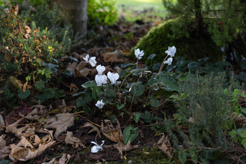 Close up of white cyclamen flowers in a garden in autumn