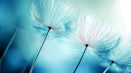 Three dandelion seeds with white, feathery plumes against a blue background.