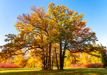 Autumn foliage in Pavlovsky park, Pavlovsk, St. Petersburg, Russia