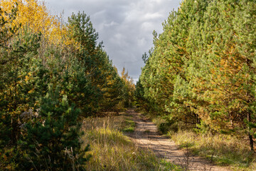Obraz premium path in the forest
