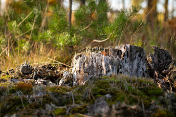 an old stump in the forest in the autumn mood