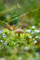 mushroom in the grass