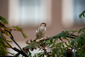 sparrow on tree branch with blurred background