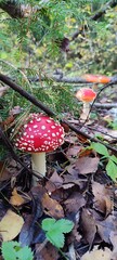 fly mushroom in autumn forest