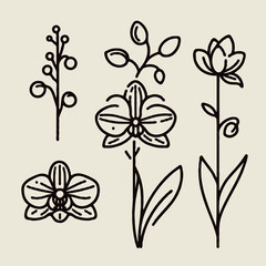Fototapeta premium set of contour spring flowers orchid line art floral, leaves black and white illustration Phalaenopsis set of decorative elements of plants stylized Cymbidium, Paphiopedilum, Vanilla