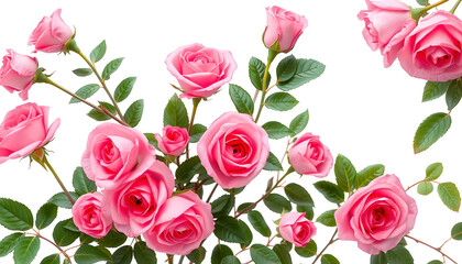Pink rose flowers in a corner floral arrangement isolated on white or transparent background isolated with white highlights, png