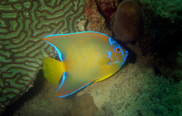 a queen angelfish on a reef in the caribbean sea