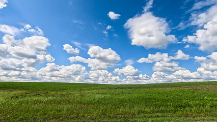 Young green grass on a meadow