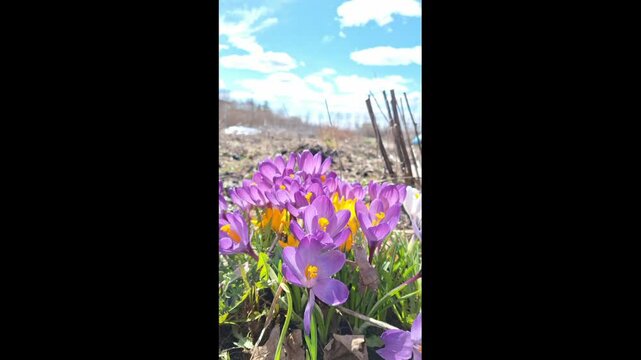 First flowers blooming in the spring : Crocus vernus