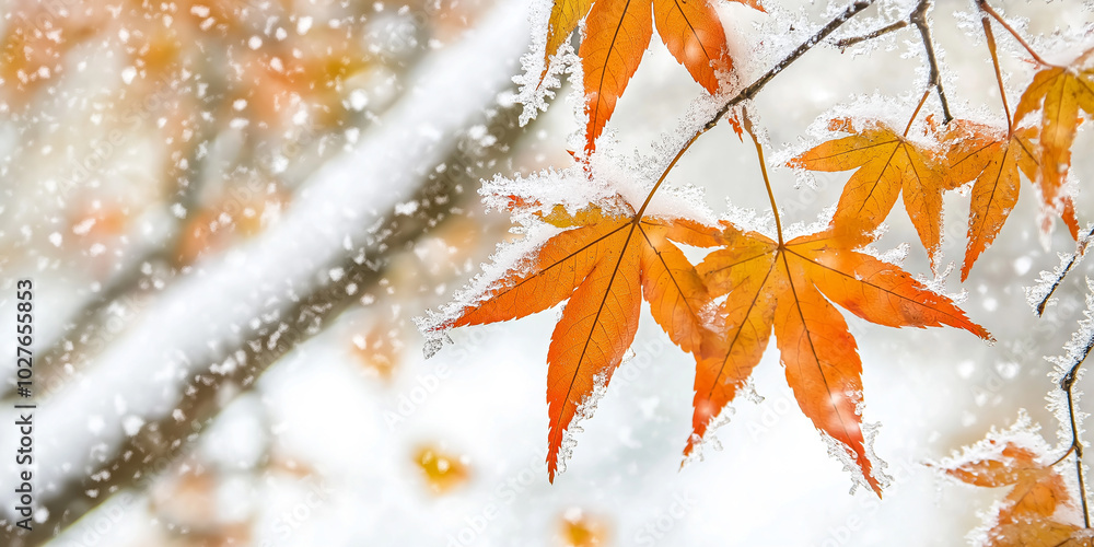 Poster snow is accumulating on a branch with orange autumn leaves