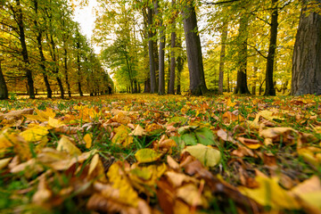 Autumn in the park, colorful tree leaves, wide angle view autumn scene