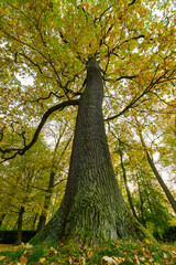 Autumn in the park, colorful tree leaves, wide angle view autumn scene