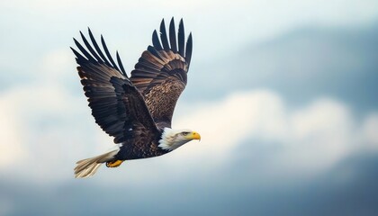 Obraz premium Eagle in flight against a soft blue sky background.