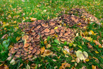 Mushrooms on an autumn background