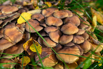 Mushrooms on an autumn background