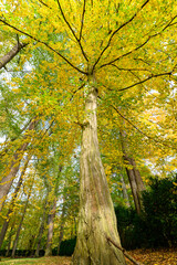 Autumn in the park, colorful tree leaves, wide angle view autumn scene