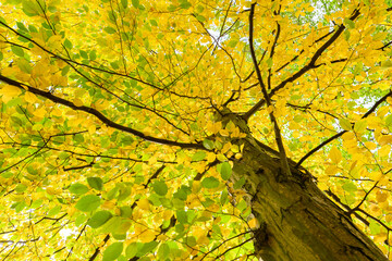 Autumn in the park, colorful tree leaves, wide angle view autumn scene