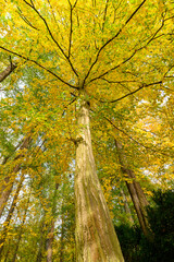Obraz premium Autumn in the park, colorful tree leaves, wide angle view autumn scene