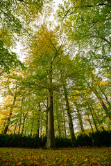 Fototapeta premium Autumn in the park, colorful tree leaves, wide angle view autumn scene