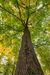 Autumn in the park, colorful tree leaves, wide angle view autumn scene