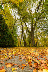 Autumn in the park, colorful tree leaves, wide angle view autumn scene
