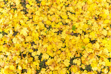 colorful tree leaves, wide angle view autumn scene - yellow background