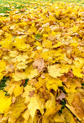 colorful tree leaves, wide angle view autumn scene - yellow background