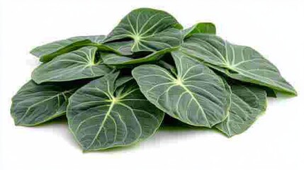 Fototapeta premium A close-up of fresh taro leaves with their large, heart-shaped green structure, isolated on a white background