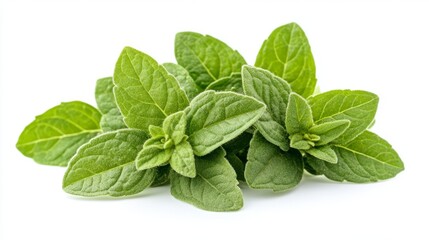 A bunch of fresh sweet marjoram leaves with their small, oval-shaped structure, isolated on a white background