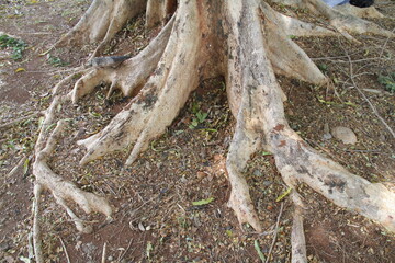Roots of old tree,Tree Gazing
