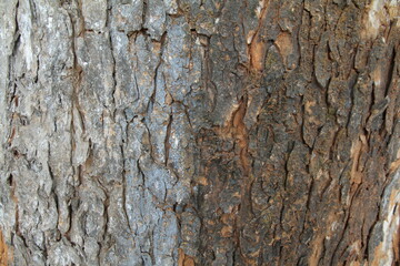 Tree bark texture background
