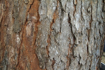 Tree bark texture background
