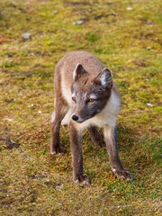Arctic Fox Cub during the Summer, Gnålodden, Hornsund fjord, Spitzbergen, Svalbard