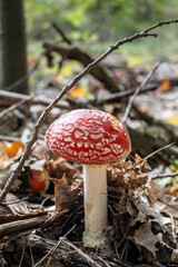 Fliegenpilze im Wald, Pilz giftig, Wald im Herbst