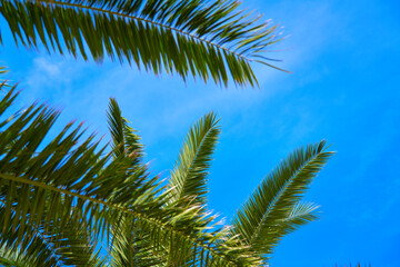 palm trees leaves over blue sky