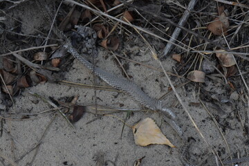 shed snake skin lies on the sand in the autumn forest closeup
