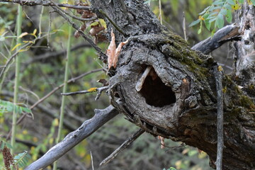 Fototapeta premium Hollow in tree in the autumn forest, close-up