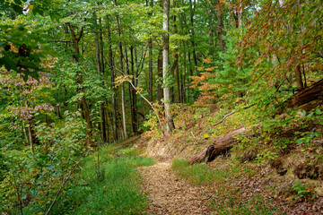 Trail in the woods in autumn