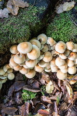 Wild Mushrooms Growing on Mossy Forest Floor in Natural Woodland Scene