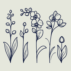 Adobe Illustrator Artwork
set of contour spring flowers orchid
line art floral, leaves
black and white illustration Phalaenopsis
set of decorative elements of plants stylized Cymbidium, Paphiopedilum