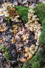 Wild Mushrooms Growing on Mossy Forest Floor in Natural Woodland Scene