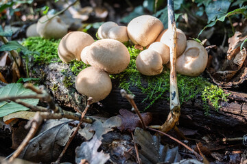 Wild Mushrooms Growing on Mossy Forest Floor in Natural Woodland Scene