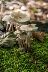 Wild Mushrooms Growing on Mossy Forest Floor in Natural Woodland Scene
