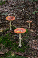Fliegenpilze im Wald, Pilz giftig, Wald im Herbst