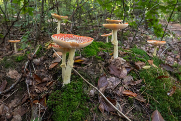 Fliegenpilze im Wald, Pilz giftig, Wald im Herbst