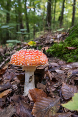Fliegenpilze im Wald, Pilz giftig, Wald im Herbst