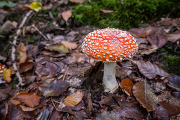 Fliegenpilze im Wald, Pilz giftig, Wald im Herbst