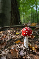 Fliegenpilze im Wald, Pilz giftig, Wald im Herbst
