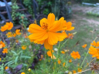 Close-up of Sulphur Cosmos or Yellow Cosmos flowers in the rainforest
